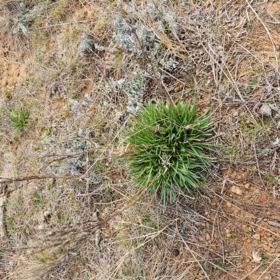 Rutidosis leptorhynchoides (Button Wrinklewort) at Hume, ACT - 9 Aug 2024 by Jiggy