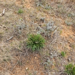 Rutidosis leptorhynchoides at Hume, ACT - 9 Aug 2024