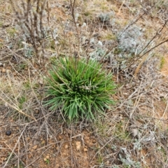 Rutidosis leptorhynchoides at Hume, ACT - 9 Aug 2024