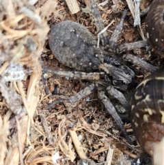 Lycosidae (family) (Wolf spider) at Hume, ACT - 9 Aug 2024 by Jiggy