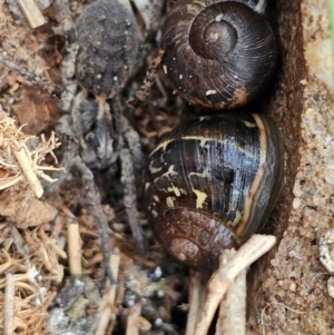 Cornu aspersum at Hume, ACT - 9 Aug 2024 11:54 AM