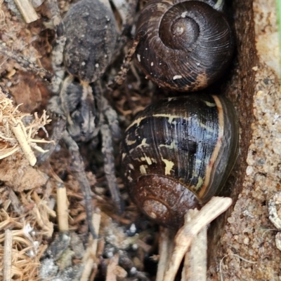 Cornu aspersum (Common Garden Snail) at Hume, ACT - 9 Aug 2024 by Jiggy