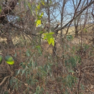 Passiflora caerulea at Hume, ACT - 9 Aug 2024 01:57 PM