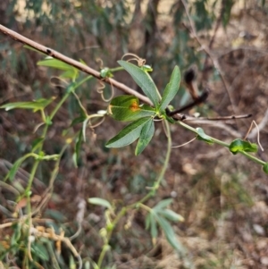 Passiflora caerulea at Hume, ACT - 9 Aug 2024 01:57 PM