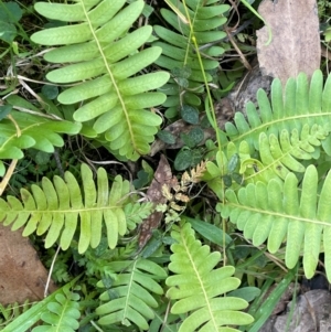 Blechnum nudum at Farringdon, NSW - 7 Aug 2024