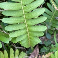 Blechnum nudum at Farringdon, NSW - 7 Aug 2024