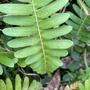 Blechnum nudum at Farringdon, NSW - 7 Aug 2024