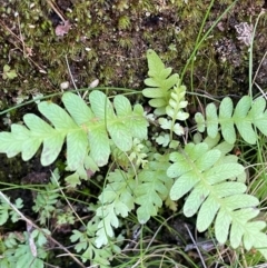 Blechnum nudum at Farringdon, NSW - 7 Aug 2024