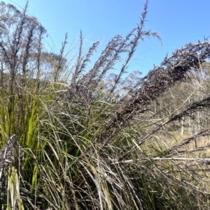 Gahnia sieberiana at Rossi, NSW - 7 Aug 2024