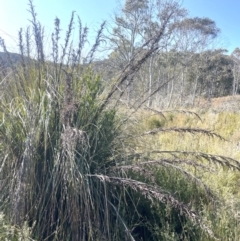 Gahnia sieberiana at Rossi, NSW - 7 Aug 2024