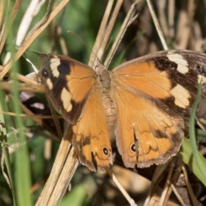 Heteronympha merope at Cowra, NSW - 13 Apr 2023 11:42 AM