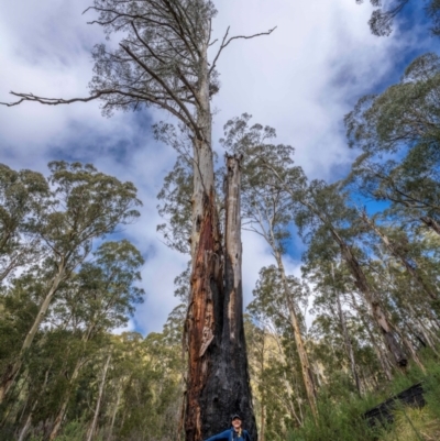 Eucalyptus dalrympleana subsp. dalrympleana (Mountain Gum) at Cotter River, ACT - 20 Jun 2022 by trevsci