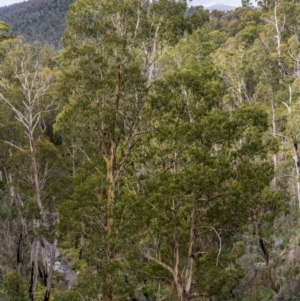 Eucalyptus dalrympleana subsp. dalrympleana at Cotter River, ACT - 20 Jun 2022 12:37 PM