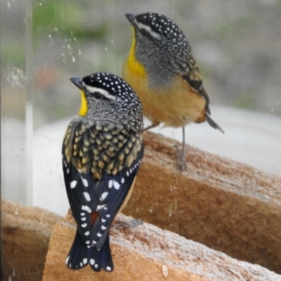 Pardalotus punctatus (Spotted Pardalote) at Aranda, ACT - 9 Aug 2024 by KMcCue