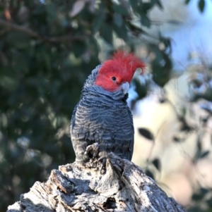 Callocephalon fimbriatum at Deakin, ACT - suppressed