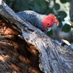 Callocephalon fimbriatum at Deakin, ACT - suppressed