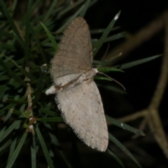 Poecilasthena scoliota (A Geometer moth (Larentiinae)) at Freshwater Creek, VIC - 4 Oct 2022 by WendyEM