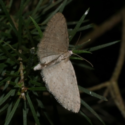 Poecilasthena scoliota (A Geometer moth (Larentiinae)) at Freshwater Creek, VIC - 4 Oct 2022 by WendyEM