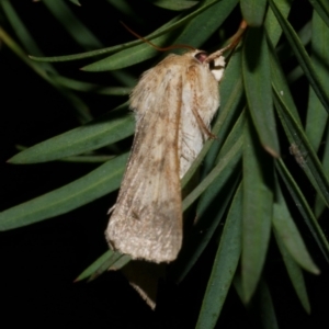 Heliothinae (subfamily) at Freshwater Creek, VIC - 4 Oct 2022