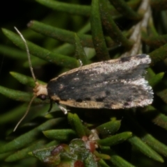 Hoplostega ochroma (a Eulechria Group moth) at Freshwater Creek, VIC - 11 Oct 2022 by WendyEM