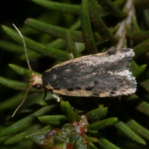 Hoplostega ochroma at Freshwater Creek, VIC - 11 Oct 2022 10:08 PM