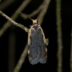 Hoplostega ochroma at Freshwater Creek, VIC - 11 Oct 2022