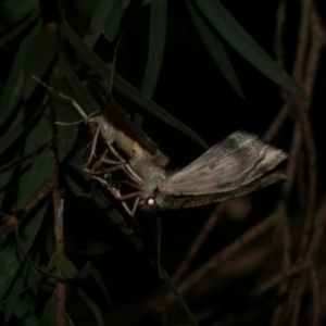 Aeolochroma metarhodata at Freshwater Creek, VIC - 11 Oct 2022 10:07 PM