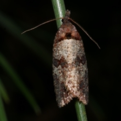 Rupicolana orthias (A tortrix or leafroller moth) at Freshwater Creek, VIC - 11 Oct 2022 by WendyEM