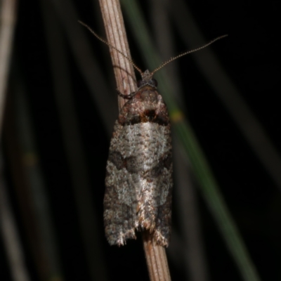 Rupicolana orthias (A tortrix or leafroller moth) at Freshwater Creek, VIC - 11 Oct 2022 by WendyEM