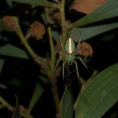 Araneus talipedatus (Slender green orb-weaver) at Freshwater Creek, VIC - 11 Oct 2022 by WendyEM