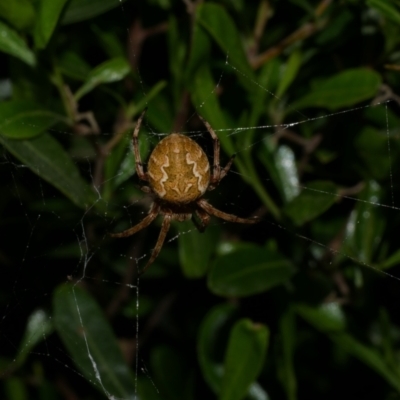 Araneus hamiltoni (Hamilton's Orb Weaver) at Freshwater Creek, VIC - 11 Oct 2022 by WendyEM