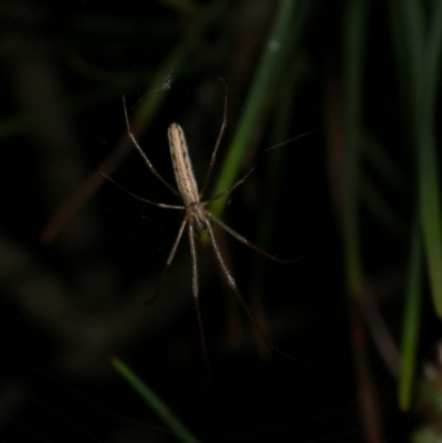 Tetragnatha demissa (Crouching Long-jawed Spider) at Freshwater Creek, VIC - 11 Oct 2022 by WendyEM