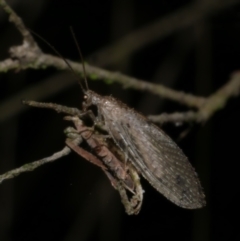 Micromus tasmaniae (Tasmanian Brown Lacewing) at Freshwater Creek, VIC - 11 Oct 2022 by WendyEM