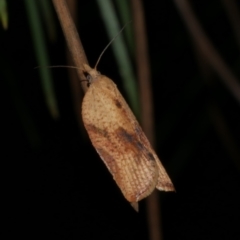 Epiphyas postvittana (Light Brown Apple Moth) at Freshwater Creek, VIC - 15 Oct 2022 by WendyEM