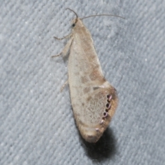 Eupselia melanostrepta (A Twig moth) at Freshwater Creek, VIC - 21 Oct 2022 by WendyEM