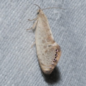 Eupselia melanostrepta at Freshwater Creek, VIC - 21 Oct 2022 09:09 PM