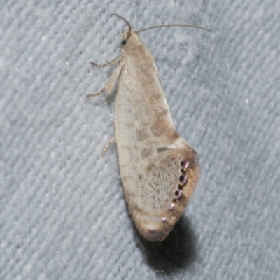 Eupselia melanostrepta (A Twig moth) at Freshwater Creek, VIC - 21 Oct 2022 by WendyEM