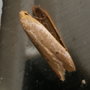 Platoloncha psamathina at Freshwater Creek, VIC - suppressed