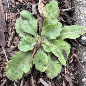 Erigeron sp. at Higgins, ACT - 17 Jul 2024