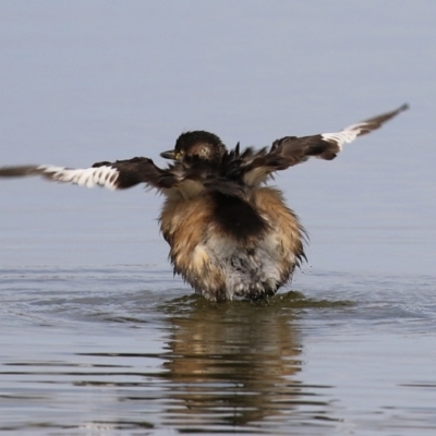 Tachybaptus novaehollandiae (Australasian Grebe) at Fyshwick, ACT - 9 Aug 2024 by RodDeb