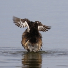 Tachybaptus novaehollandiae at Fyshwick, ACT - 9 Aug 2024