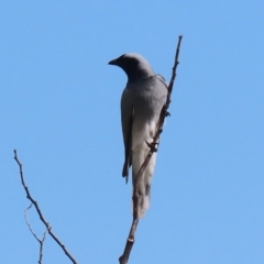 Coracina novaehollandiae (Black-faced Cuckooshrike) at Fyshwick, ACT - 9 Aug 2024 by RodDeb