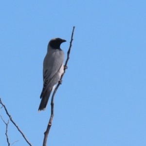 Coracina novaehollandiae at Fyshwick, ACT - 9 Aug 2024