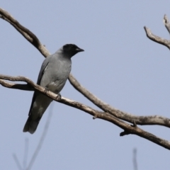 Coracina novaehollandiae at Fyshwick, ACT - 9 Aug 2024