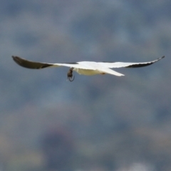 Elanus axillaris (Black-shouldered Kite) at Fyshwick, ACT - 9 Aug 2024 by RodDeb