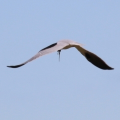 Elanus axillaris at Fyshwick, ACT - 9 Aug 2024