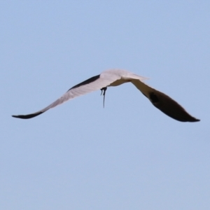 Elanus axillaris at Fyshwick, ACT - 9 Aug 2024