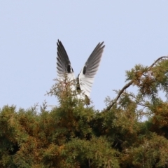 Elanus axillaris at Fyshwick, ACT - 9 Aug 2024