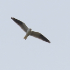 Elanus axillaris at Fyshwick, ACT - 9 Aug 2024