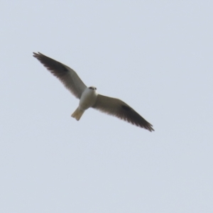 Elanus axillaris at Fyshwick, ACT - 9 Aug 2024